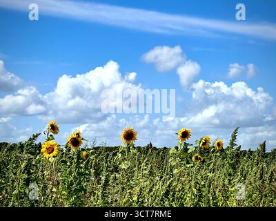 Photographie d'un champ de tournesols sous un ciel bleu avec des nuages blancs moelleux, dans le sud du Norfolk, Royaume-Uni. Banque D'Images