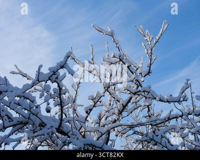 Gros plan des branches d'arbre supérieures couvertes de neige sur ciel bleu. Banque D'Images