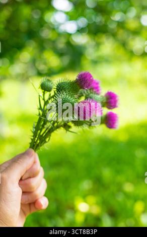 Suppléments de chardon Marie dans la nature. Mise au point sélective. Nature. Banque D'Images