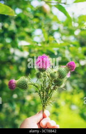 Suppléments de chardon Marie dans la nature. Mise au point sélective. Nature. Banque D'Images