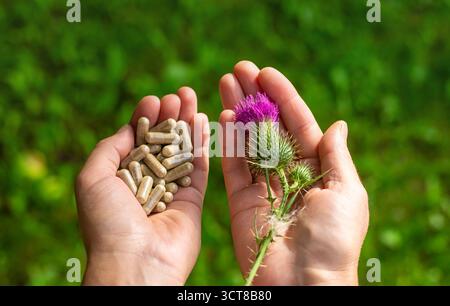 Suppléments de chardon Marie dans la nature. Mise au point sélective. Nature. Banque D'Images