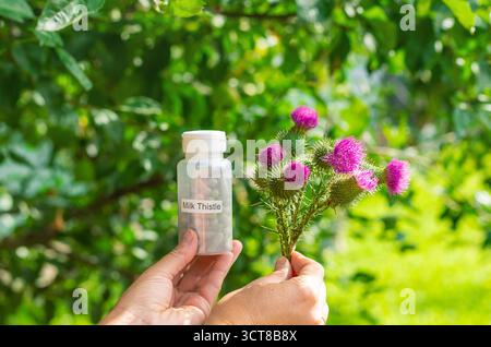 Suppléments de chardon Marie dans la nature. Mise au point sélective. Nature. Banque D'Images