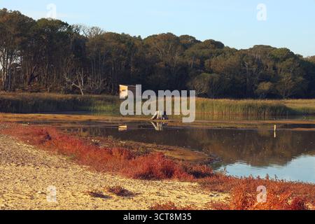 Peau d'oiseau reflétée dans l'eau de Benacre Broad, Suffolk, Angleterre, Royaume-Uni - ce lagon sur la côte de la mer du Nord. Marsh samphire pousse au bord de l'eau Banque D'Images