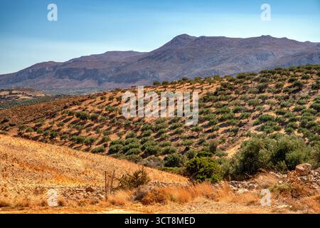 Plantations d'oliviers dans la région de Kato Zakros, Crète, Grèce, sur une colline méditerranéenne sèche avec des montagnes en arrière-plan, lan agricole traditionnel Banque D'Images
