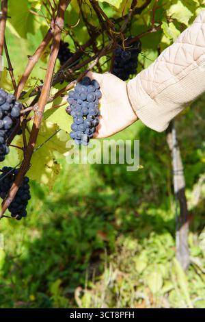 Photo verticale de la main tenant des raisins foncés mûrs à la lumière du soleil - récolte de vignoble d'automne dans la campagne rurale.Vineyard, Dorking, Angleterre Banque D'Images