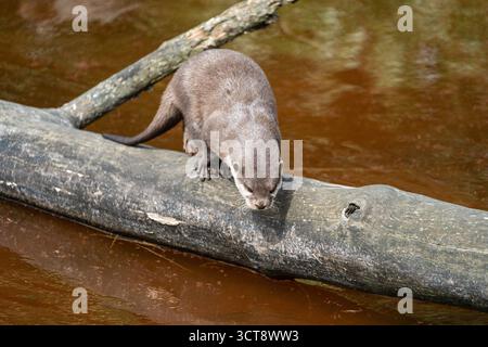 Loutre sur bois tombé près de la rivière dans la campagne du Northumberland Banque D'Images