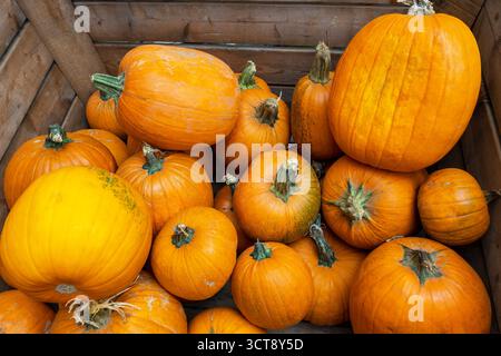 Lot de citrouilles fraîches orange dans la grande boîte en bois pour le marché. Fond de nature d'automne pour la décoration. Banque D'Images
