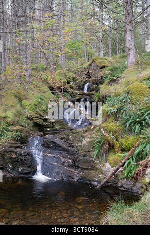 Chute d'eau en cascade à travers des rochers couverts de mousse dans les bois écossais Banque D'Images