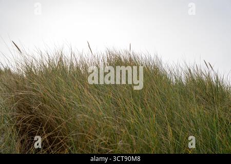 Herbes côtières sauvages sur les dunes de sable écossaises contre le ciel couvert Banque D'Images