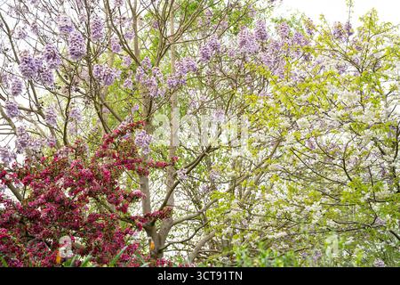 Wisteria en pleine floraison avec des fleurs violettes en cascade des arbres du jardin au printemps Banque D'Images