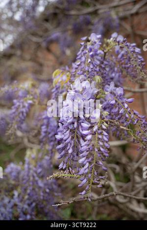 Belles fleurs de wisteria violettes en pleine floraison au printemps Banque D'Images