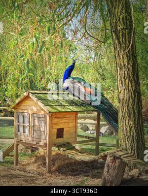 Un magnifique paon se perche sur une coop en bois. De belles plumes de sarcelle bleues et irisées se démarquent de l'environnement naturel, sous le sh Banque D'Images