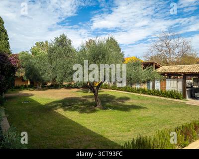 Ancien olivier debout dans une pelouse verte luxuriante dans la cour ensoleillée d'une villa méditerranéenne ou d'un complexe. Paysage de jardin paisible avec une belle Banque D'Images