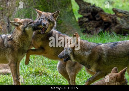 Loup meute de loups eurasiens / loups gris européens (Canis lupus lupus) avec des chiots de 5 mois jouent au combat dans la forêt / bois en automne Banque D'Images