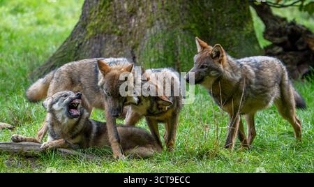 Loup meute de loups eurasiens / loups gris européens (Canis lupus lupus) avec des chiots de 5 mois jouent au combat dans la forêt / bois en automne Banque D'Images