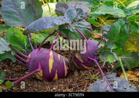 Chou-rave / navets allemands / choux navets (Brassica oleracea var. gongylodes) dans le potager en automne / automne Banque D'Images