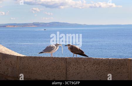 Goéland argenté (Larus argentatus), adulte nourrissant de jeunes goélands Banque D'Images