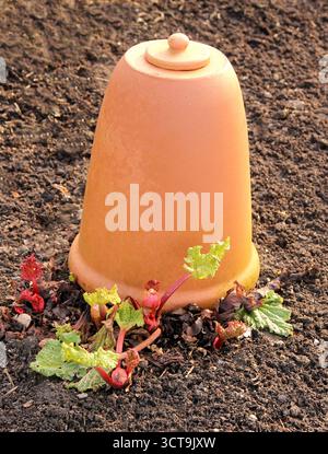 Un pot de forçage en argile avec de petites pousses une rhubarbe autour de la base Banque D'Images