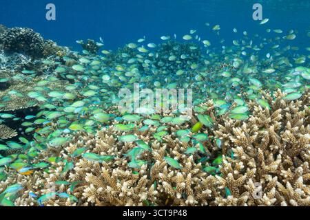 Haut-fond massif des demoiselles bleues, Chromis viridis, alimentation en courant fort howering sur Acropora coraux durs, Raja Ampat en Indonésie. Banque D'Images