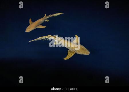 Deux requins nagent dans la mer bleue profonde, leurs corps lisses glissent sans effort dans l'eau. Banque D'Images