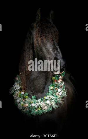Cheval frison drôle portant des bois de Noël et une couronne festive posant sur fond noir Banque D'Images