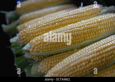 maïs jaune sur l'épi, fraîchement écaillé et empilé, présentant des grains étincelants, un légume frais de ferme par excellence d'été Banque D'Images