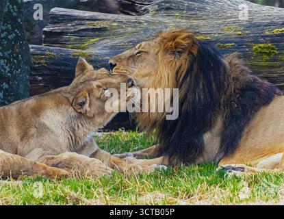 Lions et lionnes montrant de l'affection les uns pour les autres, style de peinture à l'huile Banque D'Images