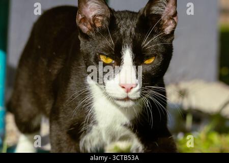 Un chaton tuxedo féroce aux cheveux courts Banque D'Images