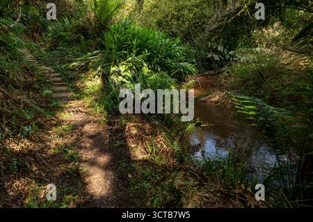 Un sentier de randonnée avec des marches de pierre longe un ruisseau d'eau claire et calme de la forêt, entouré d'une végétation luxuriante et de fougères sous la lumière filtrée du soleil. Banque D'Images