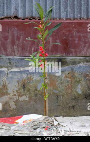Rouge vif Rose Balsam (Impatiens balsamina) fleurs fleurissant dans une cour de maison de village au Bangladesh. Jardin tropical, nature et flore sud-asiatique. Banque D'Images