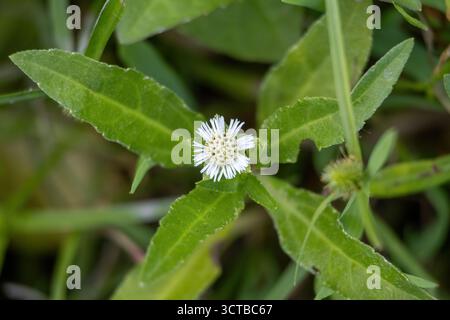 Plan macro d'une petite fleur blanche de fausse Marguerite (Eclipta prostrata) poussant à l'état sauvage dans le Bangladesh rural. Bhringraj herbe utilisé dans l'Ayurveda pour la croissance des cheveux an Banque D'Images
