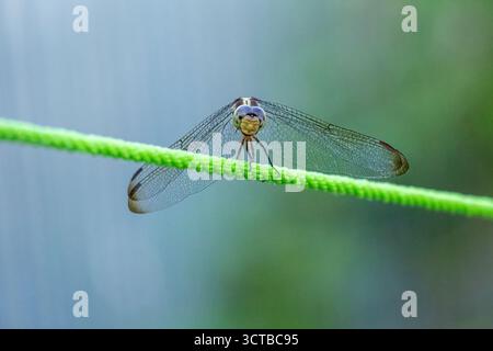 Gros plan d'une libellule délicate aux ailes transparentes reposant sur une corde verte tressée. Magnifique photo macro de la faune avec un arrière-plan de nature floue Banque D'Images