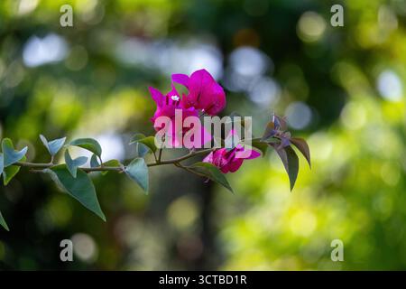 Gros plan d'une brindille Bougainvillea Glabra rose éclatante avec des fleurs en fleurs et un feuillage vert. Beau fond floral tropical avec une nature douce Banque D'Images