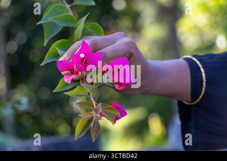 Main féminine musulmane tenant une brindille de fleur Bougainvillea glabra rose éclatante. Focus sélectif sur les pétales en fleurs et les feuilles vertes contre un naturel, blu Banque D'Images