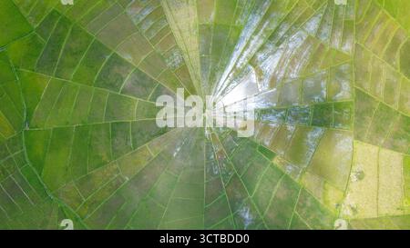 Vue aérienne des rizières uniques en toile d'araignée avec des rizières vertes vives entourées de maisons rurales et de collines luxuriantes. Banque D'Images