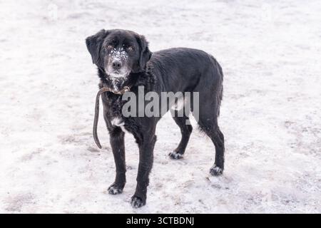 Chien noir se tient sur une surface enneigée, sa fourrure saupoudrée de flocons de neige blancs. L'animal semble alerte et curieux, avec une laisse lâchement suspendue autour Banque D'Images