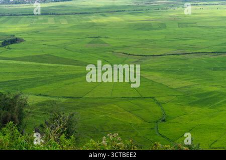 Vue aérienne des rizières uniques en toile d'araignée avec des rizières vertes vives entourées de maisons rurales et de collines luxuriantes. Banque D'Images