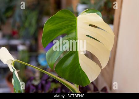 Feuille albo Monstera panachée avec moitié blanche et gros plan vert Banque D'Images