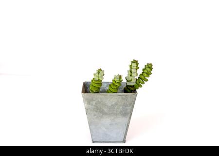 Crassula collier bébé empilé succulent dans pot en métal galvanisé sur fond blanc avec espace de copie Banque D'Images