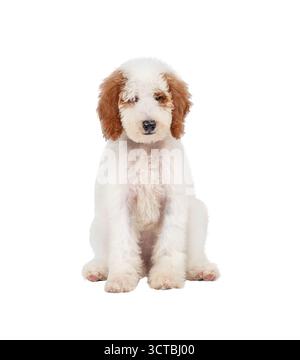 Chiot caniche standard rouge et blanc assis isolé sur fond blanc Banque D'Images