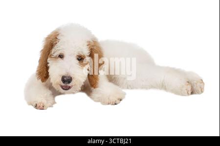 Caniche standard chiot rouge et blanc couché isolé sur fond blanc Banque D'Images