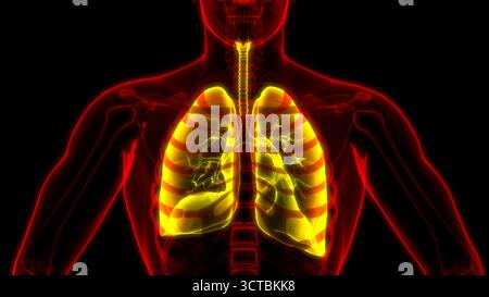 Système respiratoire humain Anatomie Poumons Banque D'Images
