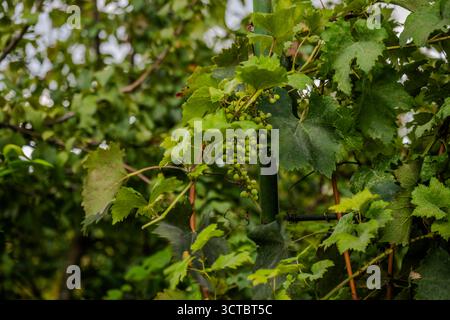 Un petit groupe de raisins verts non mûrs pousse parmi les feuilles de vigne luxuriantes dans le jardin Bio, district de Shaki, Azerbaïdjan. La scène capture la première étape Banque D'Images