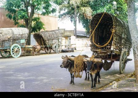 Chariots Bullock tirés par des bœufs debout dans la rue, Colombo, Sri Lanka, Asie du Sud, sous-continent indien, Asie du Sud, 1965 Banque D'Images