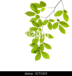 Branche de hêtre avec feuilles vertes fraîches isolées sur fond blanc. Banque D'Images