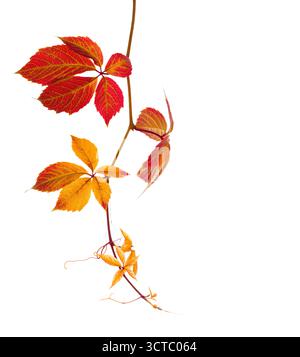 Branche d'automne de lierre à cinq feuilles ( Parthenocissus quinquefolia) avec des feuilles rouge-orange isolées sur fond blanc. Banque D'Images