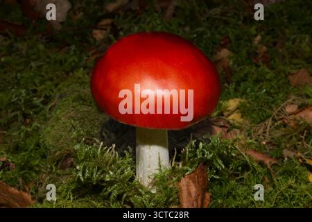 Le champignon Amanita muscaria (mouche agarique) est originaire des régions tempérées et boréales de l'hémisphère Nord. Banque D'Images