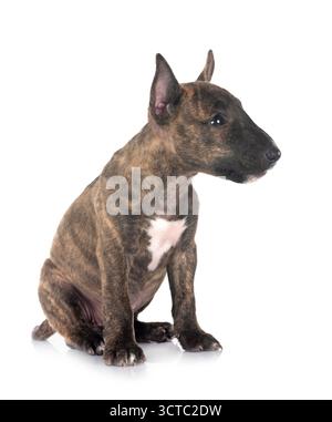 Bull Terrier miniature in front of white background Banque D'Images
