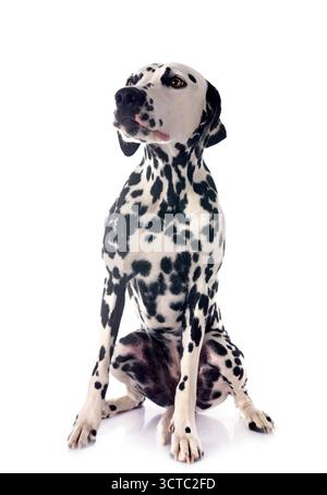 chiot dalmatien devant un fond blanc Banque D'Images