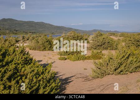 Plantes sur les dunes au-dessus du lac Korission sur le rivage de la mer Ionienne, île de Corfou, Grèce Banque D'Images